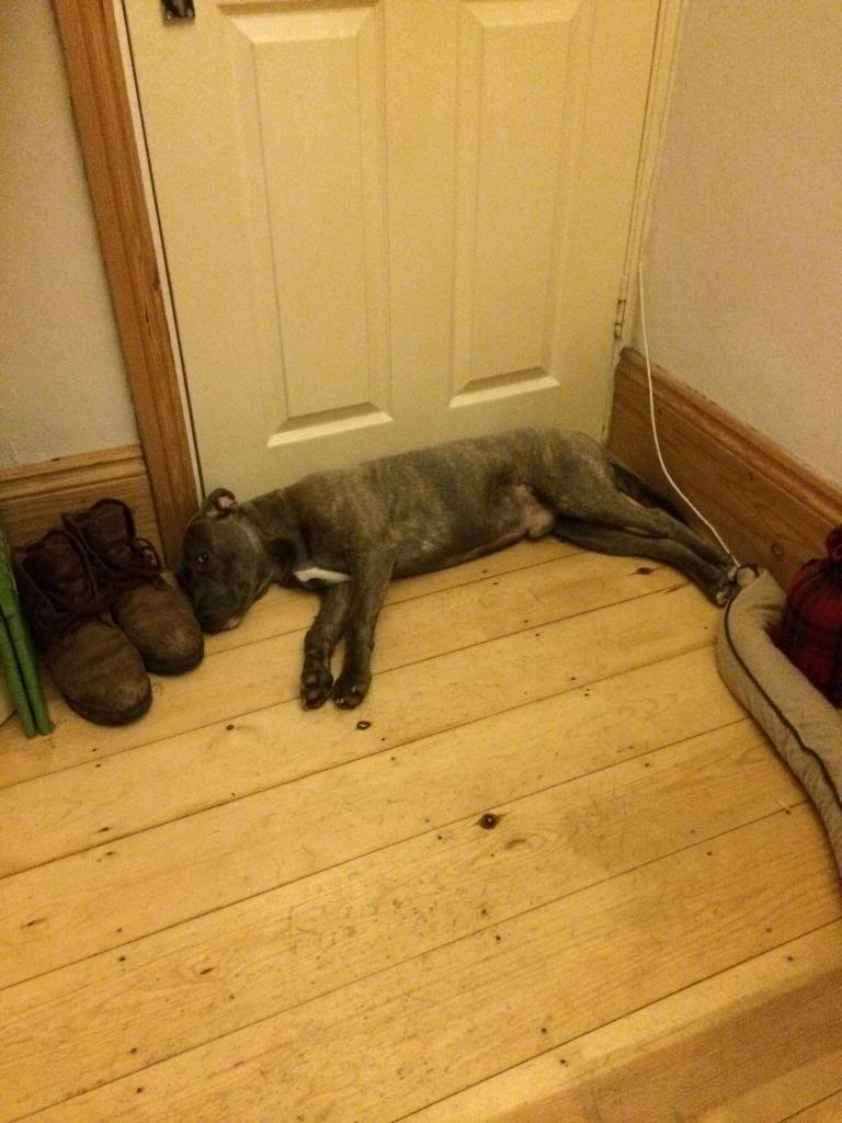 Zeus the draft stopping door dog Image_zps0b9bcf6f