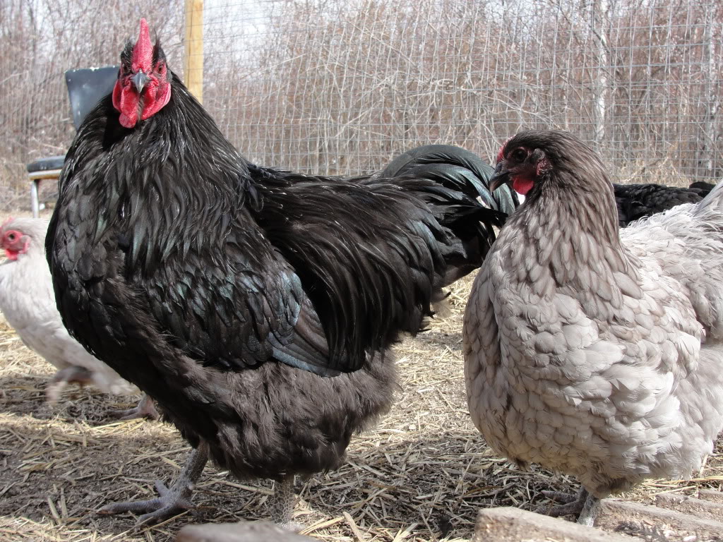 Black and Blue Orpington Hatching Eggs (Alberta) DSC00139