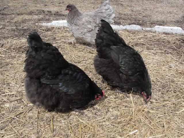 Black and Blue Orpington Hatching Eggs (Alberta) DSC00216