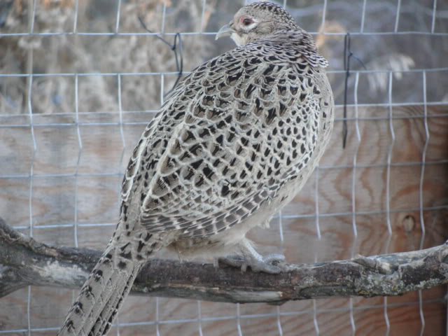 Ringneck Pheasant Hatching Eggs DSC07169