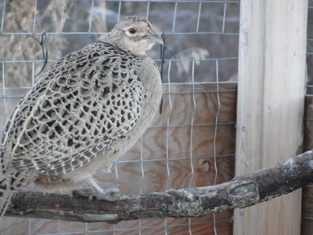 Ringneck Pheasant Hatching Eggs DSC07170