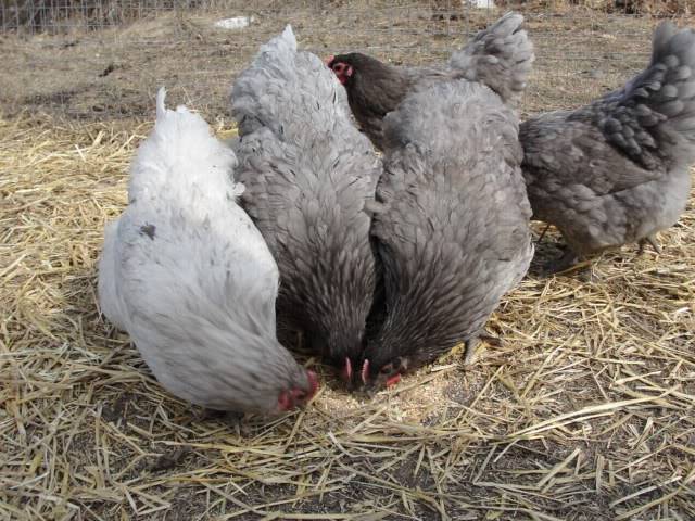 Black and Blue Orpington Hatching Eggs (Alberta) DSC00405