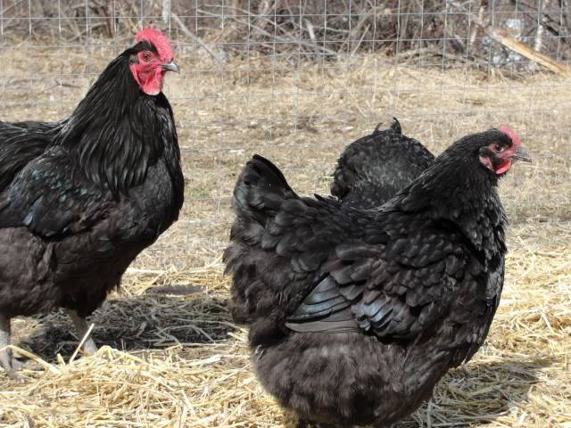 Black and Blue Orpington Hatching Eggs (Alberta) DSC00441