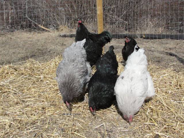 Black and Blue Orpington Hatching Eggs (Alberta) DSC00453