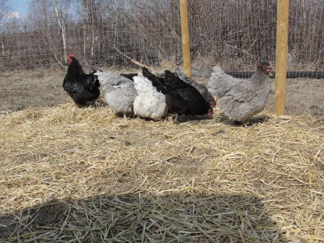 Black and Blue Orpington Hatching Eggs (Alberta) DSC00473