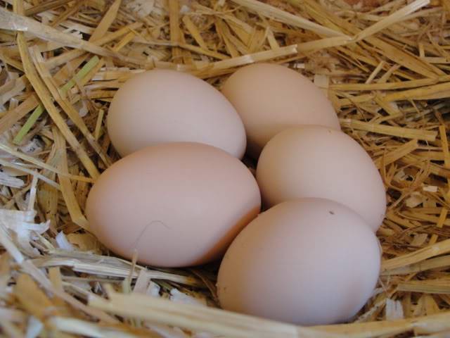 Black and Blue Orpington Hatching Eggs (Alberta) DSC00483