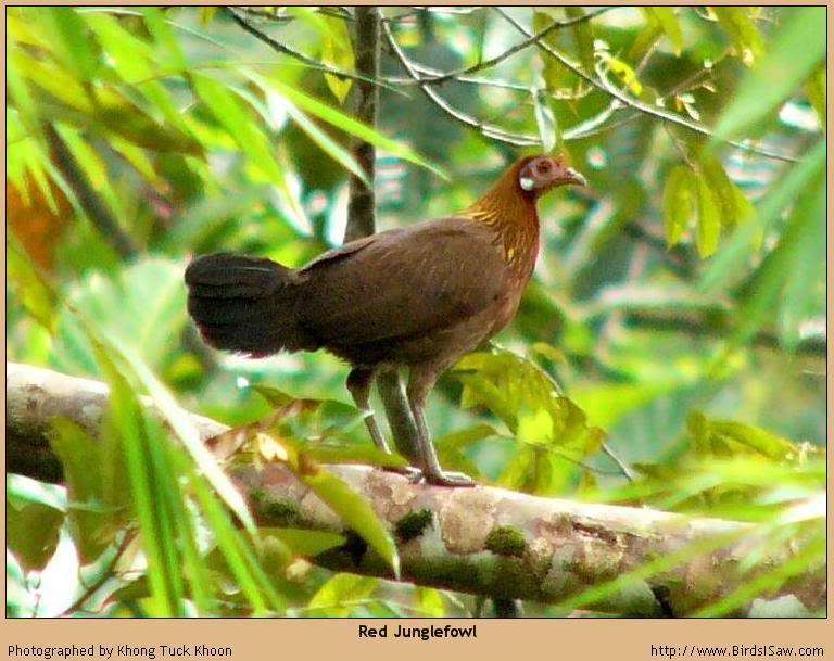 Gà Rừng.......... Red_Junglefowl_48977