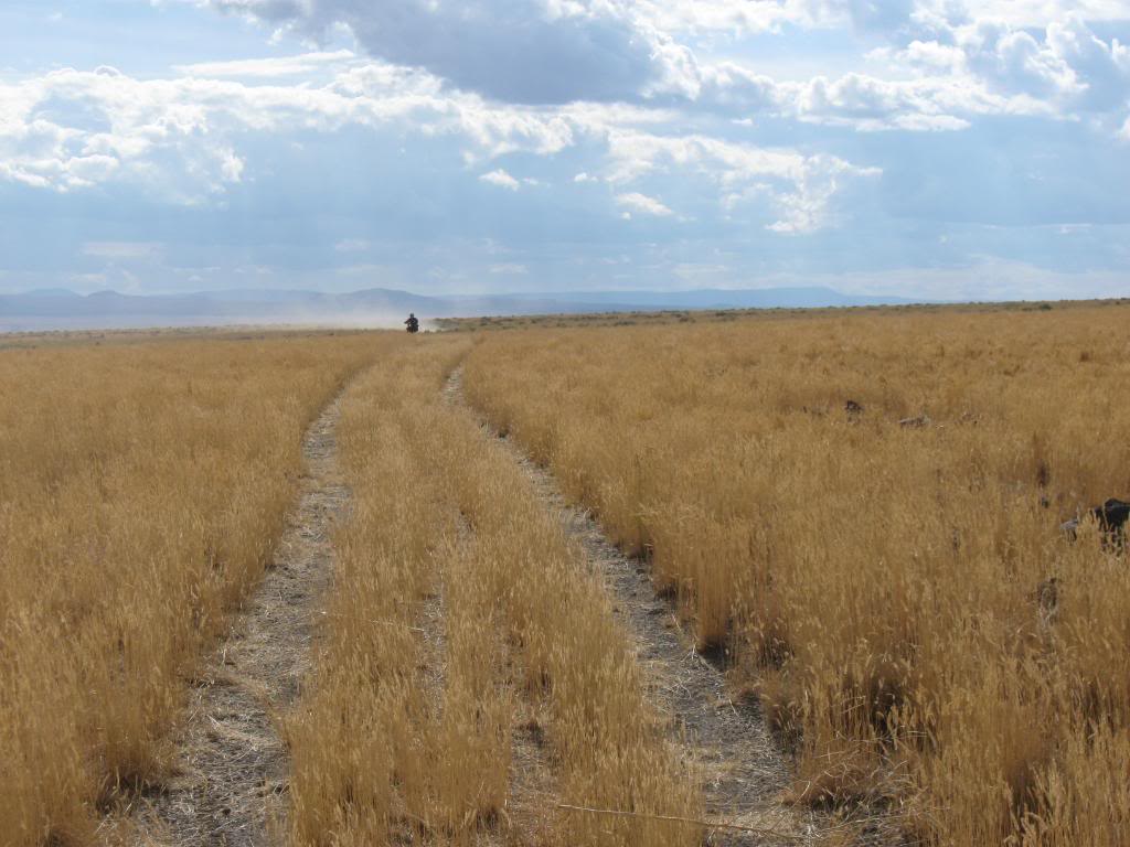 Buck and Parcel's 960 mile Great Basin Cattle Drive. BL37