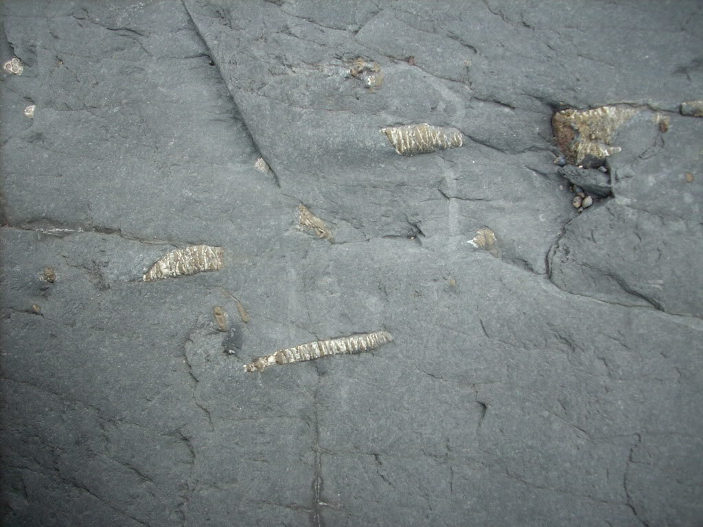 Fósiles ordovícicos Tallos