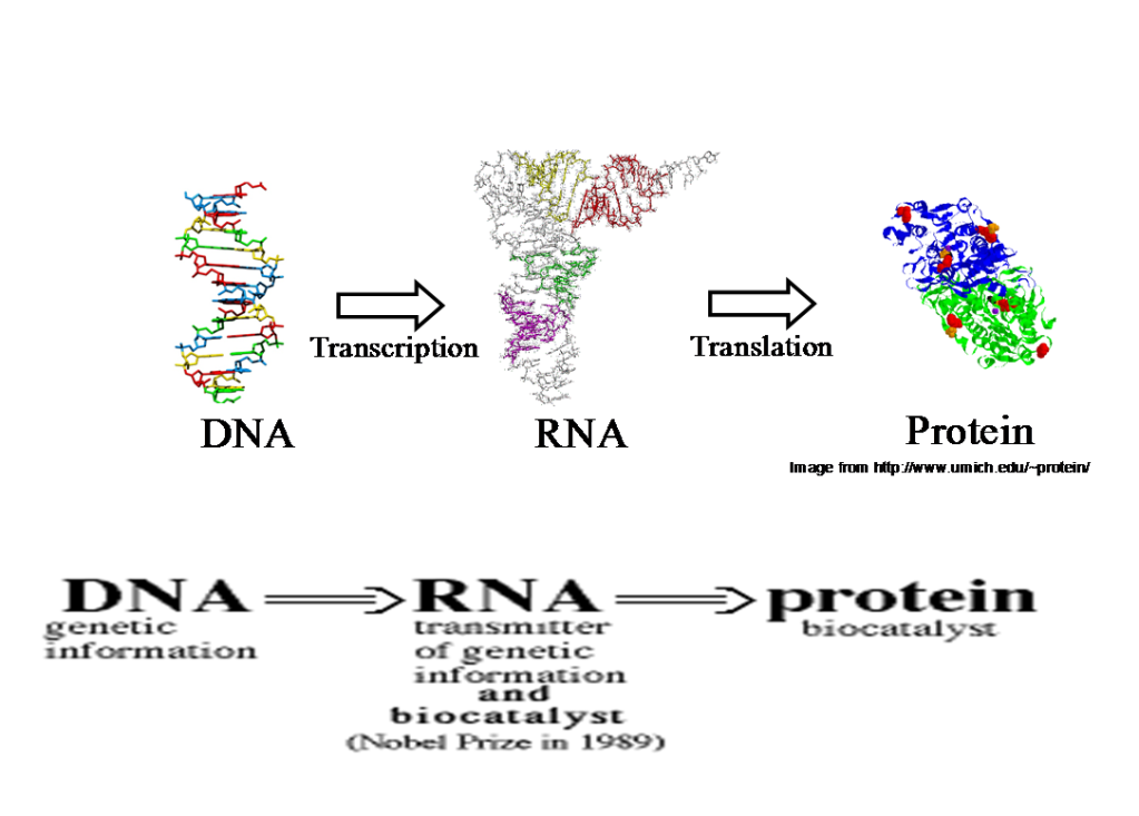 (Phần 3) RNA và ứng dụng của RNA trong nghiên cứu y học và sinh học  Picture2-3