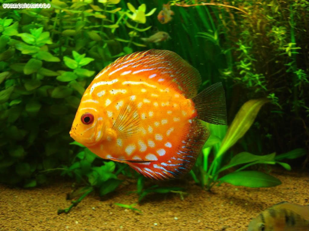 album photo de mes discus DSC09924-1