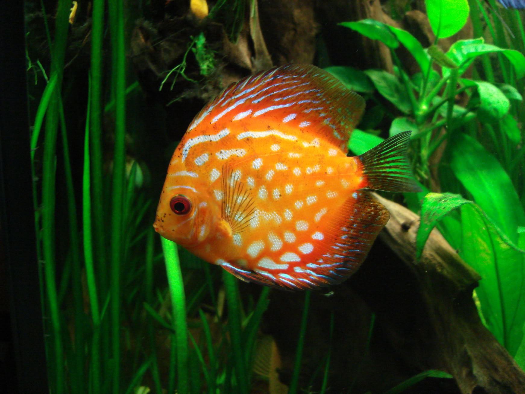 album photo de mes discus DSC09940