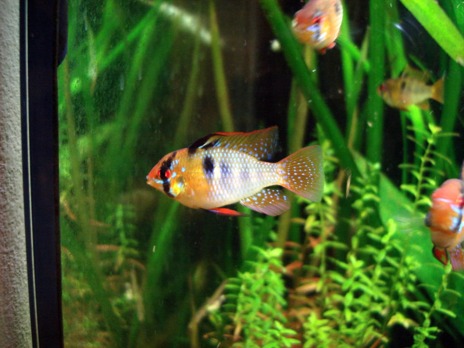 Mikrogeophagus Ramirezi DSC09771