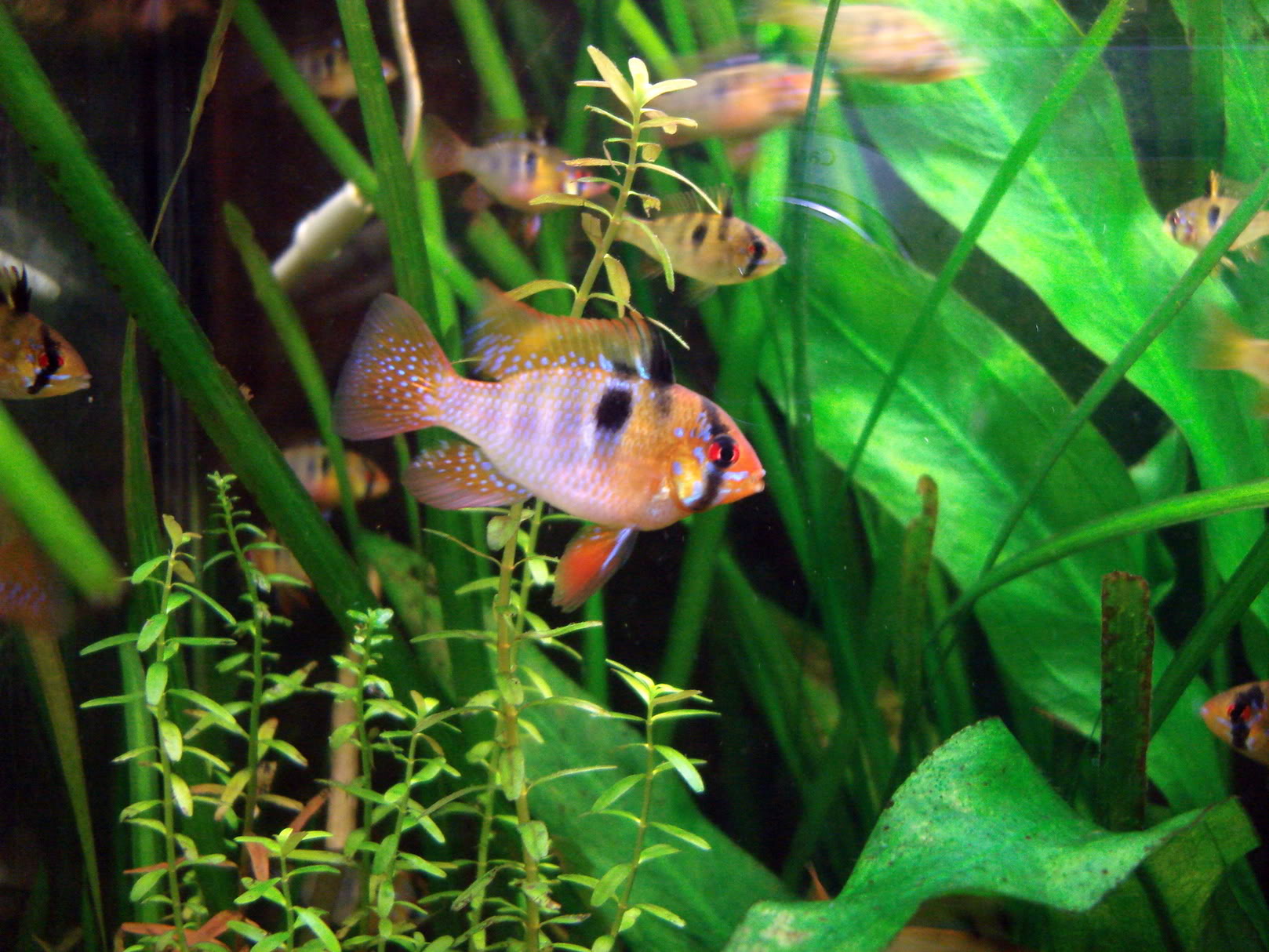 Mikrogeophagus Ramirezi DSC09792