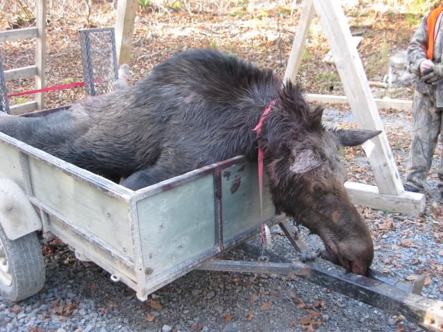 Load de chasse a garder ...je crois Matane2009027