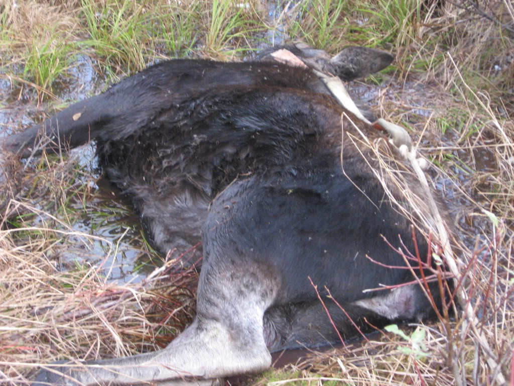 Load de chasse a garder ...je crois Matane2009041