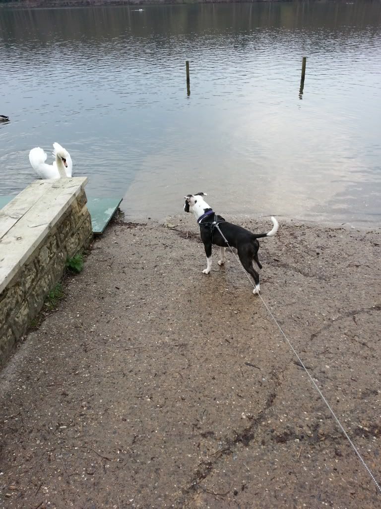 Radley's First Swan Encounter 20140327_144305_zpsba01fdcd