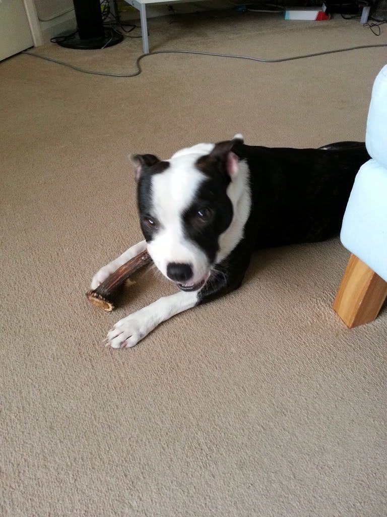 New Antler = Happy Radley! 20140331_153442_zps7e010842