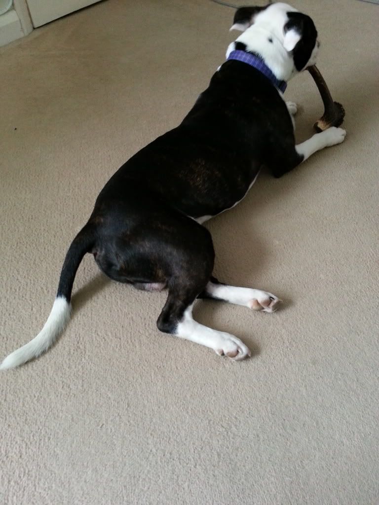 New Antler = Happy Radley! 20140331_153649_zpsa8ec4de7