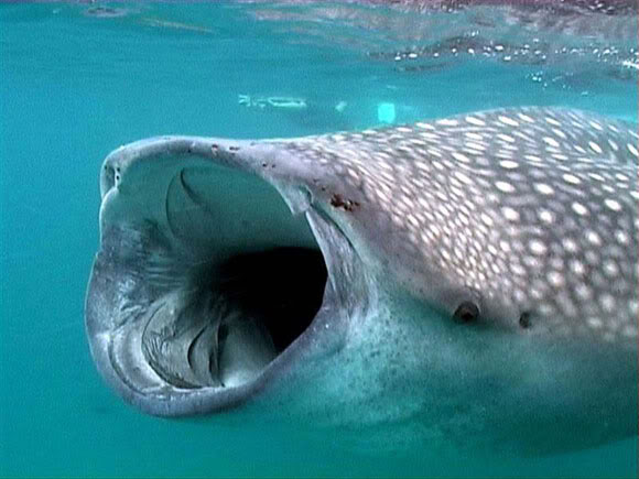 أغرب 10 أسماك قرش في العالم Strange_sharks_16