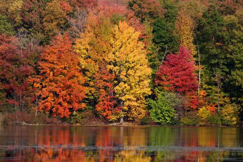 Happy - Autumn Pond