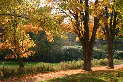 Happy - Autumn Trees