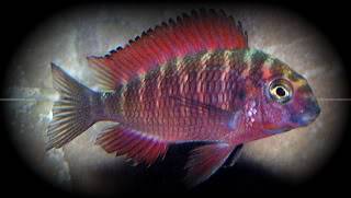 Tropheus sp Red Ndole Ndoleyoung-1