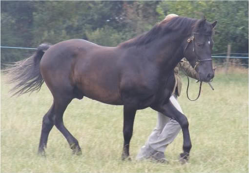 Fleetwoods Stud Olliecadnamshow08-08-10075