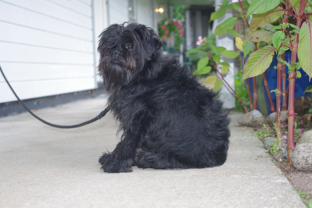 Kalender 2013 - AFFENPINSCHER Gsaffen