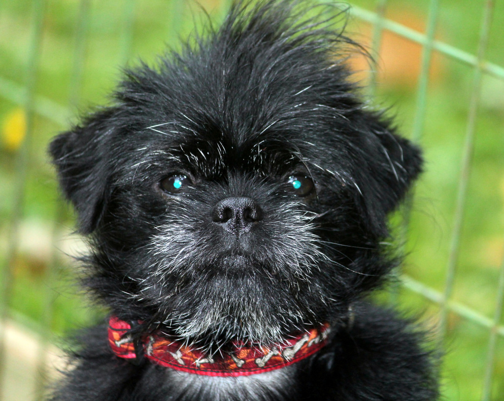 Kalender 2013 - AFFENPINSCHER Iaaffen3