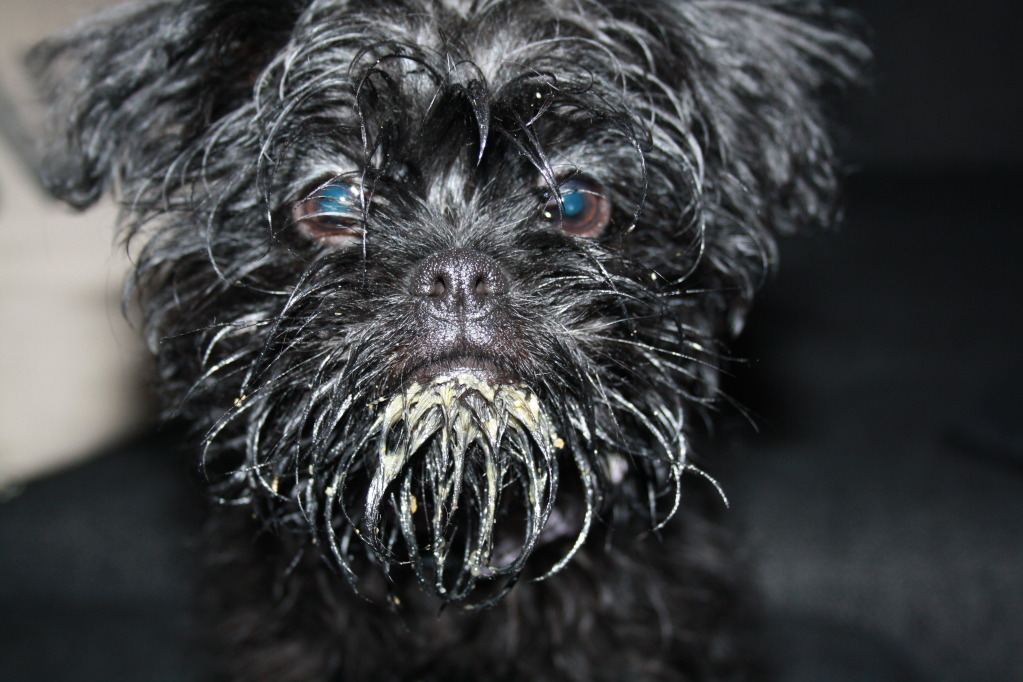 Kalender 2013 - AFFENPINSCHER Ngaffen3