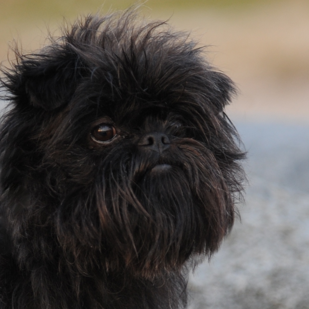 Kalender 2013 - AFFENPINSCHER Ritaaffen2