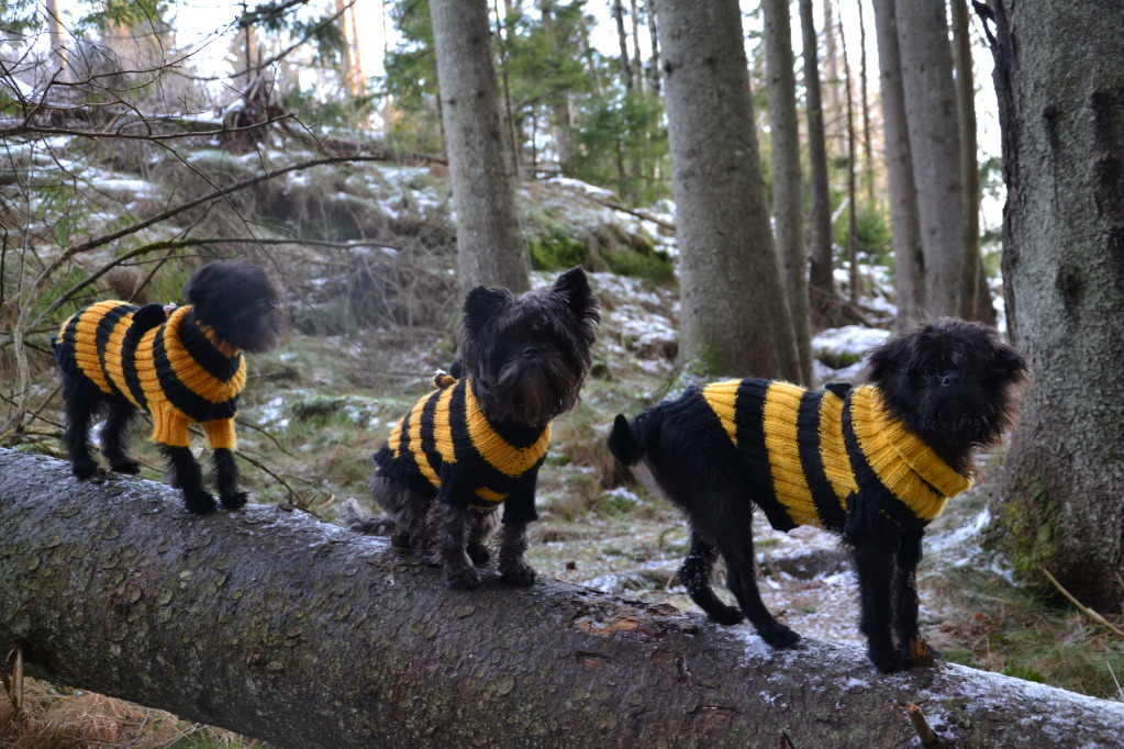 Kalender 2013 - AFFENPINSCHER Uspske2