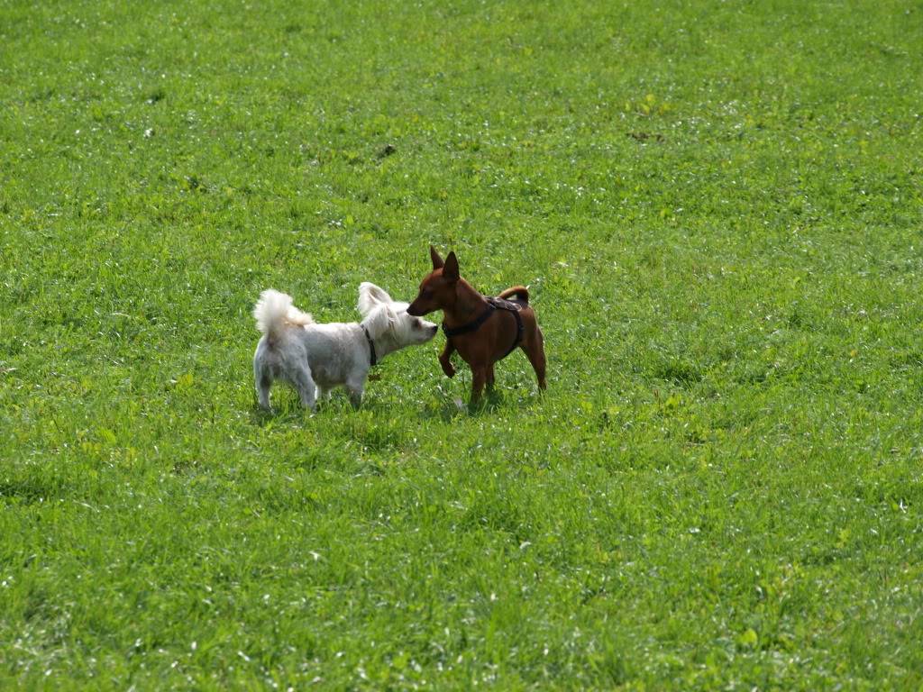 Pinschertreff på Ekeberg (28.08.11) P8280486