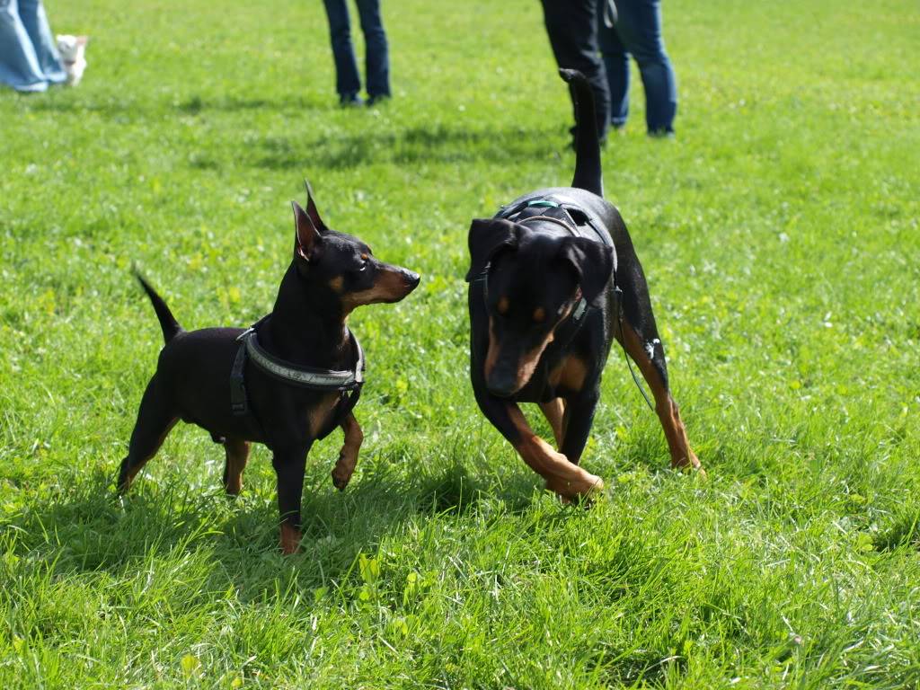 Pinschertreff på Ekeberg (28.08.11) P8280491