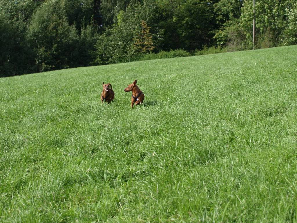 Pinschertreff på Ekeberg (28.08.11) P8280492