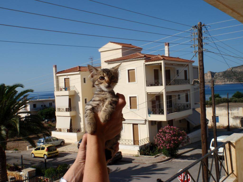 Η μικρούλα Δανάη χρειάζεται τη θετική σας ενέργεια - Σελίδα 2 P8030754_zpsa8b7a87d