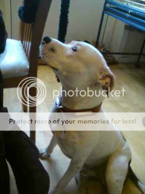 Eli (Deaf Staffy) as appeared in the Hull Daily Mail Picture022-1