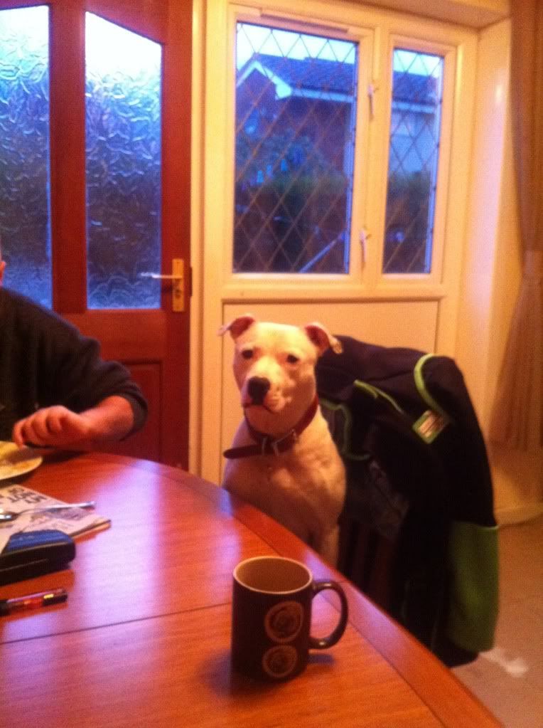 Eli (Deaf Staffy) when am i getting fed then....lol Picture115