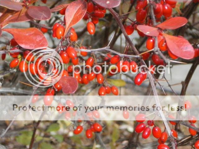 Dernières photos d'octobre Derniredoctobre029