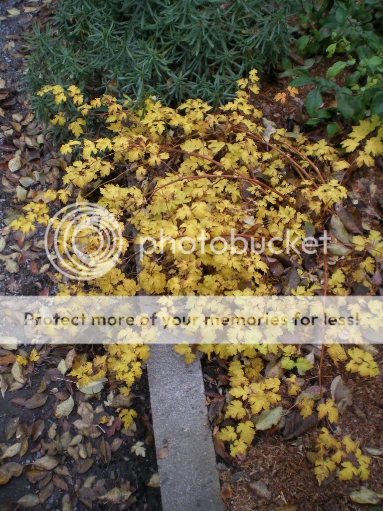 Dernières photos d'octobre Derniredoctobre105