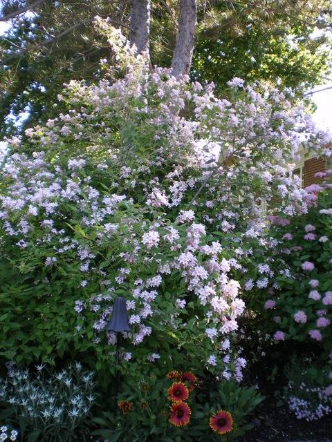 Mon jardin de juin Finjuin036