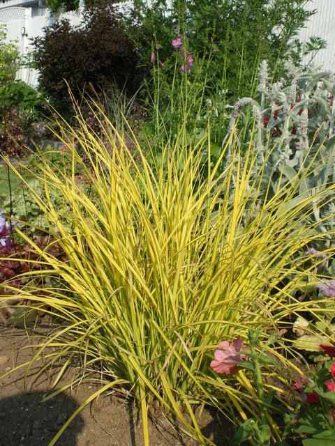 carex elata aurea Juillet2010100