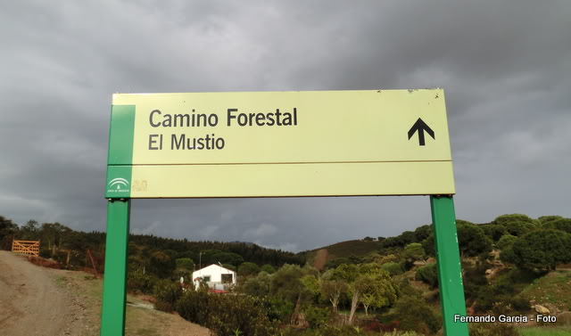 Camino Florestal CIMG2472