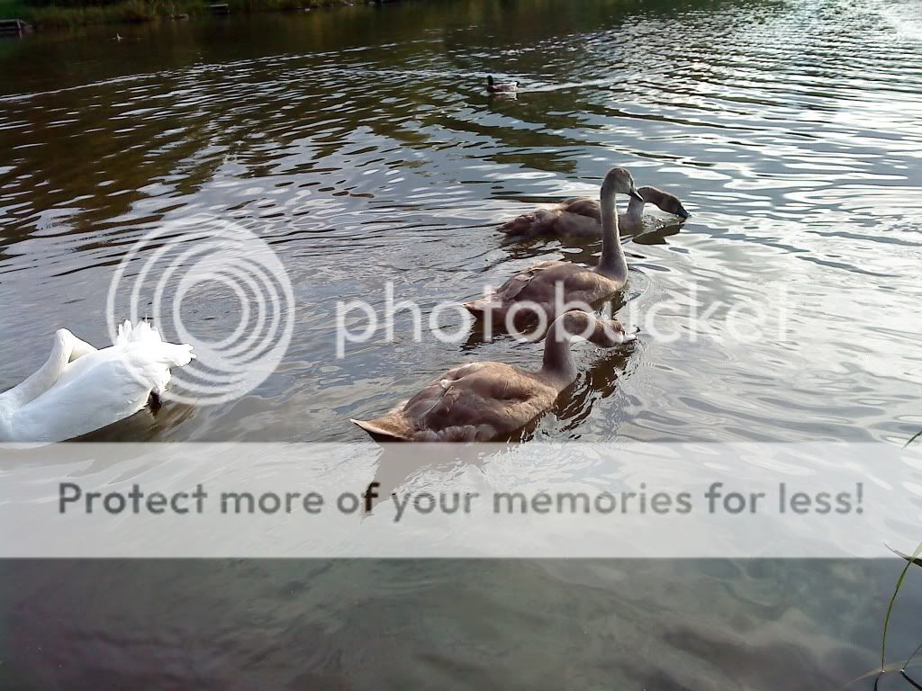 holmebrook valley park DSC00165