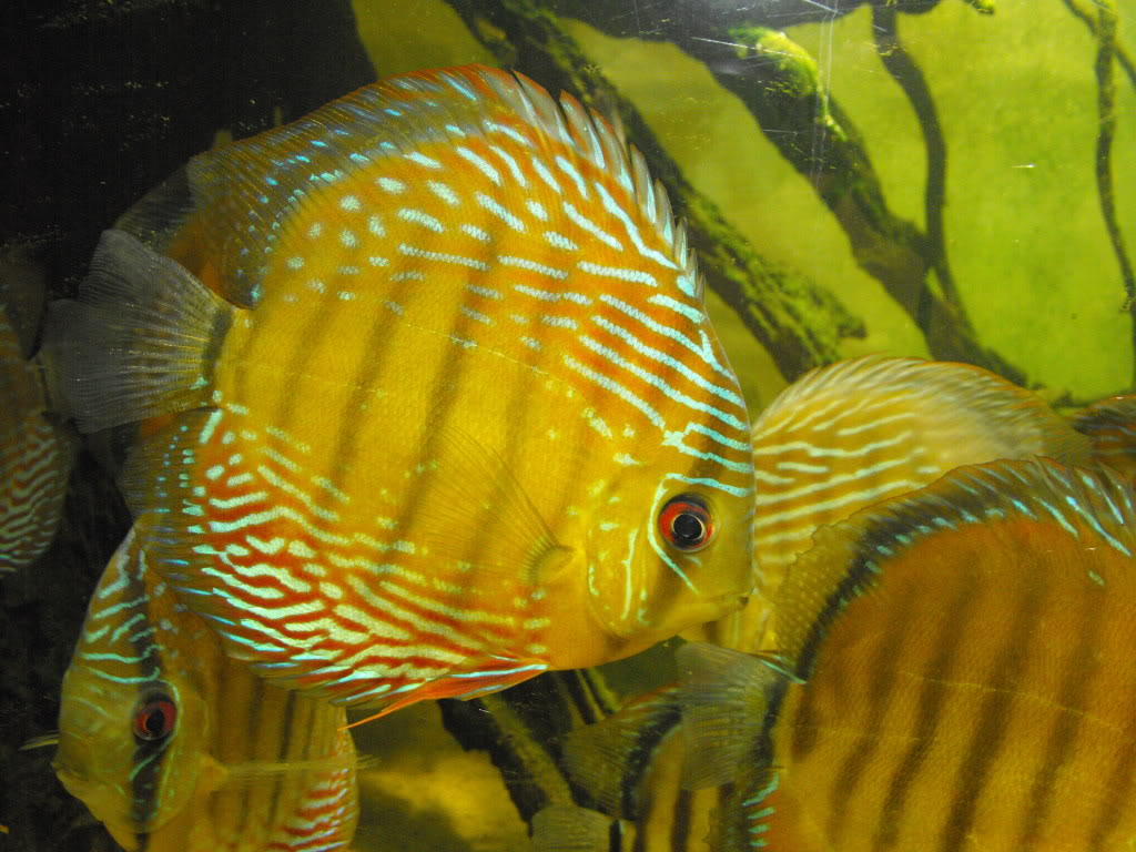 Vendo Discus Salvajes Semi Royal, Sólidos y Heckel Blue DSCF7006