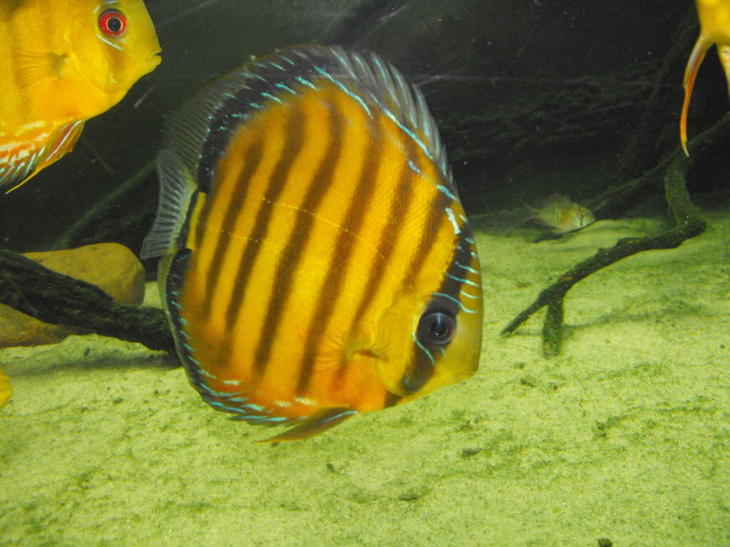 Vendo Discus Salvajes Semi Royal, Sólidos y Heckel Blue DSCF7643