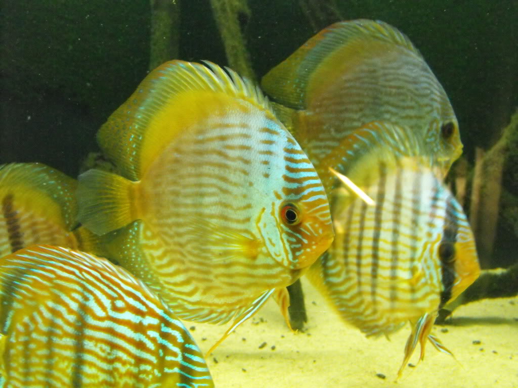 Vendo Discus Salvajes Semi Royal, Sólidos y Heckel Blue DSCF8060