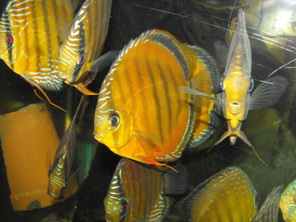 Vendo Discus Salvajes Semi Royal, Sólidos y Heckel Blue DSCF8063-1