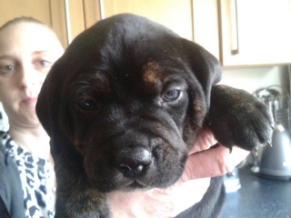 Duey, 4 weeks old, SBT x (won't be homed until wc 17.06.13)-Birmingham Duey03_zpse86b7a60